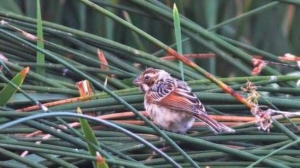Common Reed Bunting