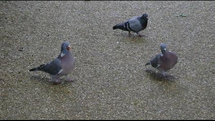 Common Wood Pigeon