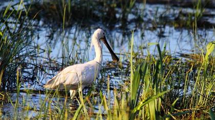 Eurasian Spoonbill