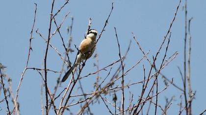 Masked Shrike