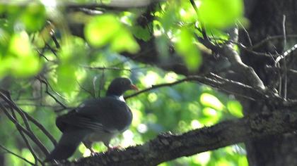 Common Wood Pigeon