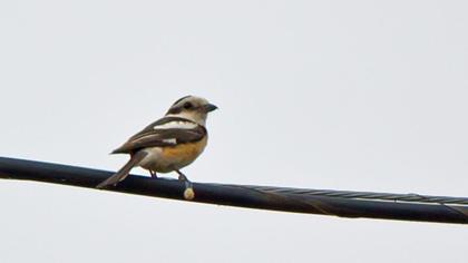 Masked Shrike