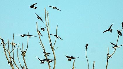 Common House Martin