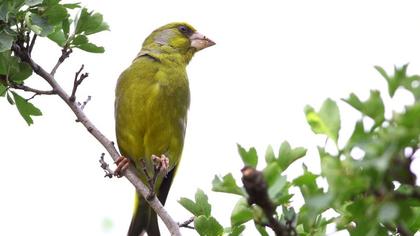 European Greenfinch
