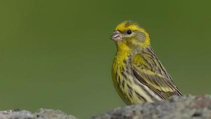 European Serin