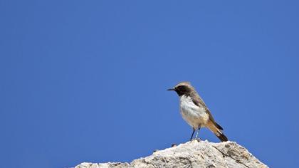 Kızılca kuyrukkakan