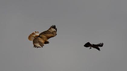 Long-legged Buzzard
