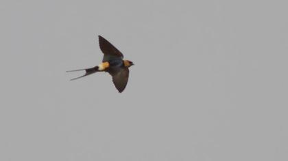 Red-rumped Swallow