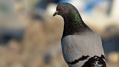 Rock Dove