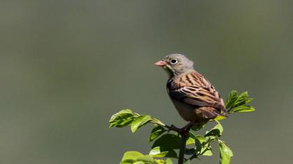 Ortolan Bunting