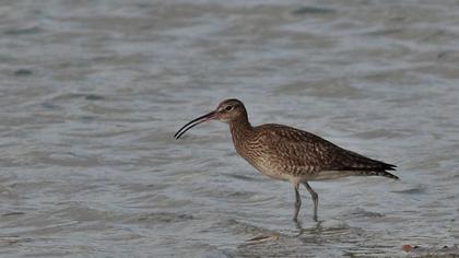 Whimbrel
