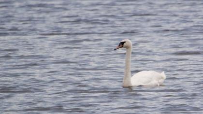 Mute Swan