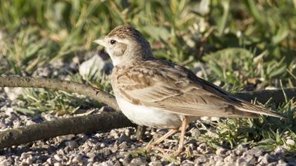 Greater Short-toed Lark