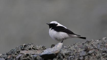Black-eared Wheatear