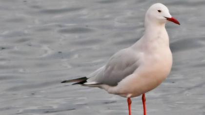 Slender-billed Gull