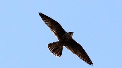 Peregrine Falcon