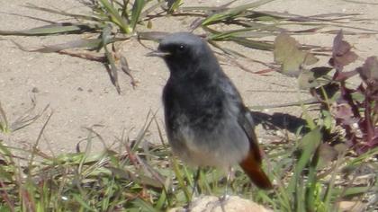 Black Redstart