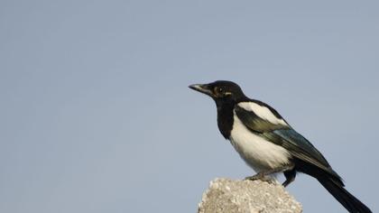 Eurasian Magpie