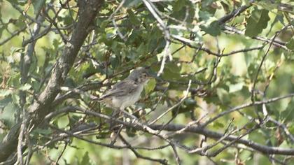 Upcher`s Warbler