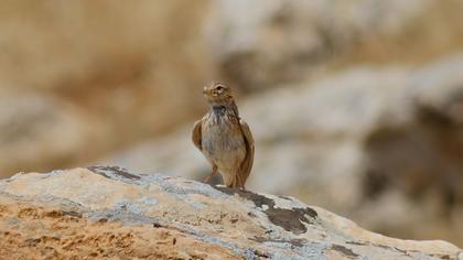 Turkestan Short-toed Lark