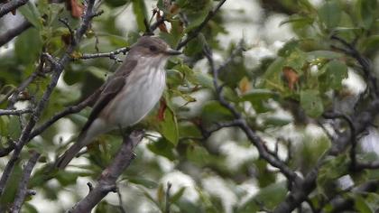 Spotted Flycatcher