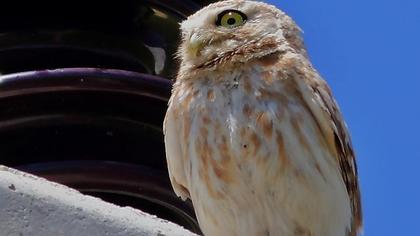 Little Owl