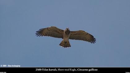Short-toed Snake Eagle