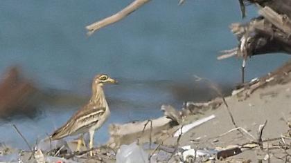 Eurasian Stone-curlew