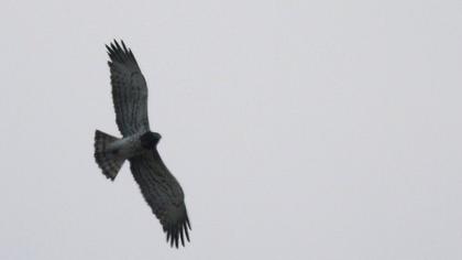 Short-toed Snake Eagle