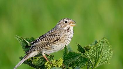 Corn Bunting