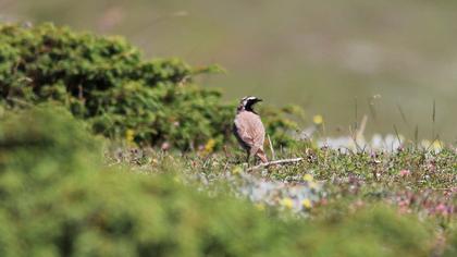 Horned Lark
