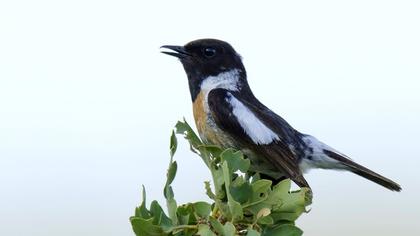 Siberian Stonechat
