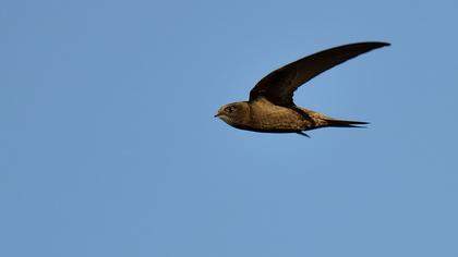 Pallid Swift
