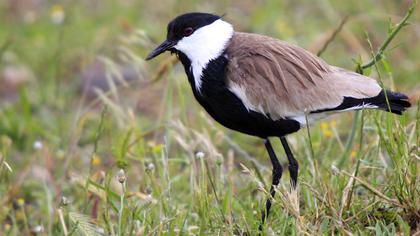 Spur-winged Lapwing