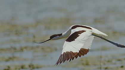 Pied Avocet