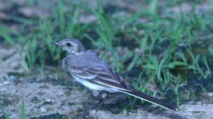 Sarı kuyruksallayan