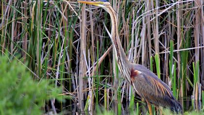 Erguvani balıkçıl