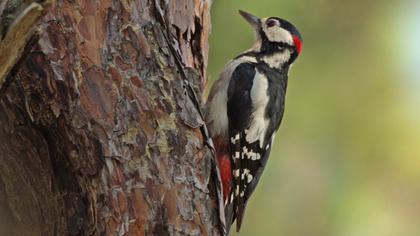 Orman alaca ağaçkakanı