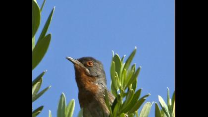 Bıyıklı ötleğen
