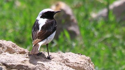 Aksırtlı kuyrukkakan