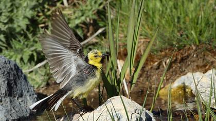 Sarıbaşlı kuyruksallayan