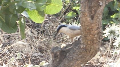 Büyük kaya sıvacısı