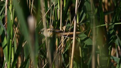 Bearded Reedling