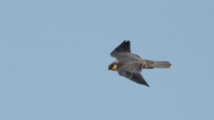 Eurasian Hobby