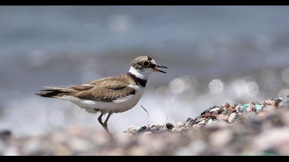Halkalı küçük cılıbıt