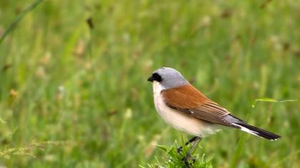 Kızılsırtlı örümcekkuşu