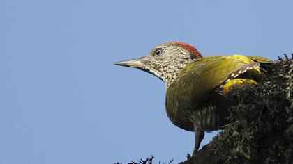 European Green Woodpecker