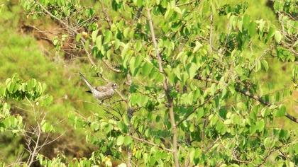 Kızılbaşlı örümcekkuşu