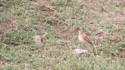 Isabelline Wheatear