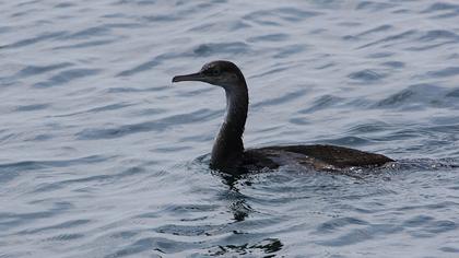 European Shag